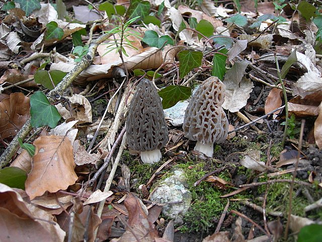 Il Tempo delle Morchelle